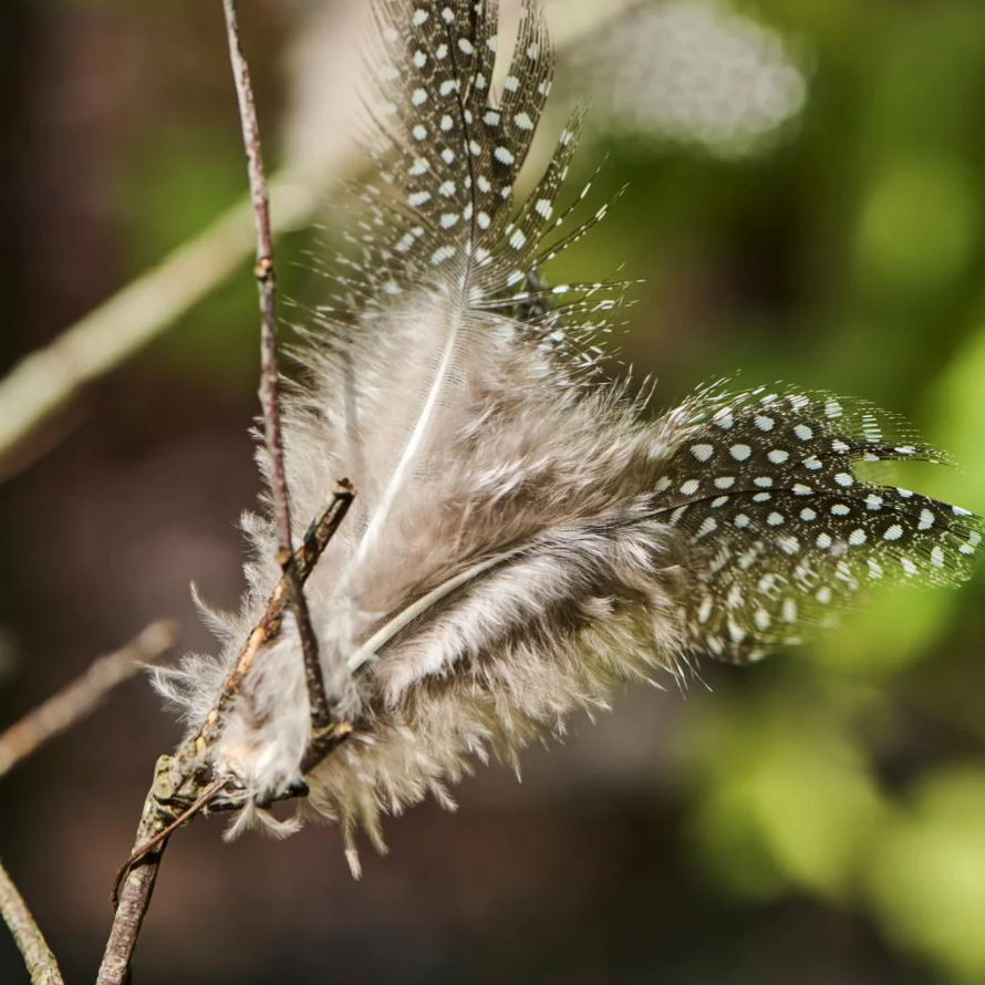 Feather and Wire Decoration