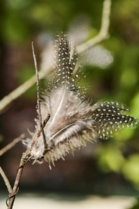 Feather and Wire Decoration